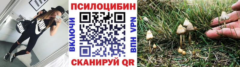 где можно купить   Бежецк  Псилоцибиновые грибы Psilocybine cubensis 